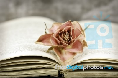 Rose And Book Stock Photo