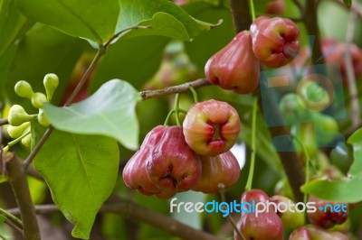 Rose Apple Stock Photo