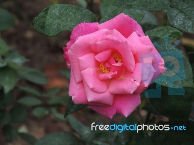 Rose Blossom Stock Photo