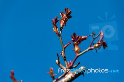 Rose Blossom In Very Early Spring Stock Photo