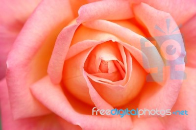 Rose Close Up Stock Photo