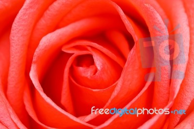 Rose Close Up Stock Photo