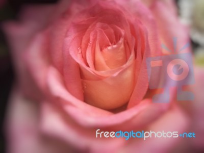 Rose Flower Background With Blur Style Stock Photo