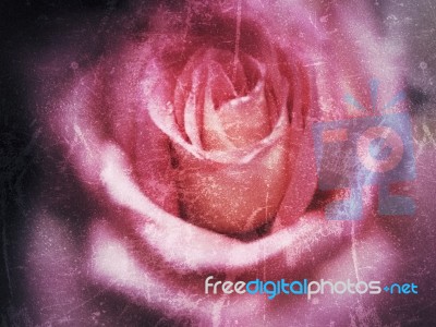 Rose Flower Background With Blur Style Stock Photo