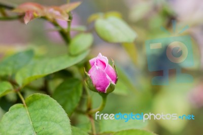 Rose Flower Blooming Stock Photo