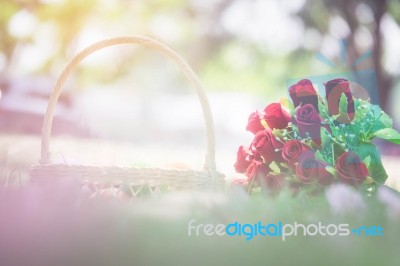 Rose Flower, Valentine's Day Concept Stock Photo