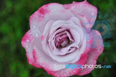 Rose From The Garden Stock Photo