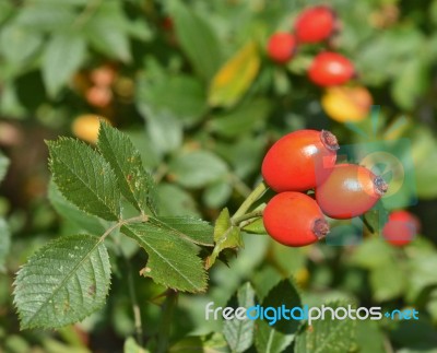 Rose Hip Stock Photo