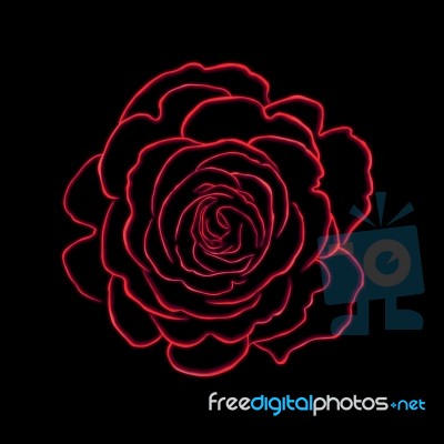 Rose Illustration Stock Image