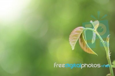 Rose Leaf Growing Stock Photo