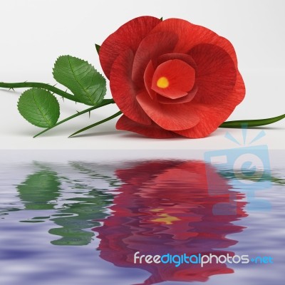 Rose Love Represents Romance Flower And Bloom Stock Image