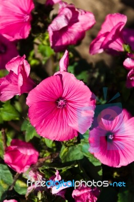 Rose Mallow Flowers Stock Photo