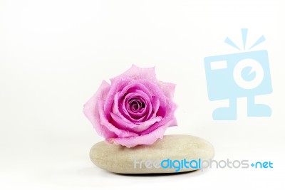 Rose On Stone Stock Photo