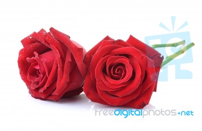 Rose On White Background Stock Photo