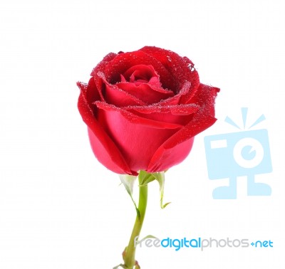 Rose On White Background Stock Photo