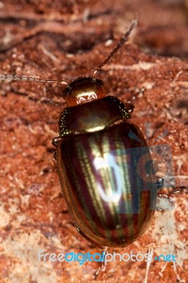 Rosemary Beetle Stock Photo