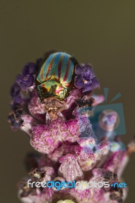 Rosemary Beetle (chrysolina Americana) Stock Photo