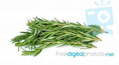 Rosemary Isolated On The White Background Stock Photo