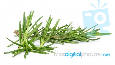 Rosemary Isolated On The White Background Stock Photo