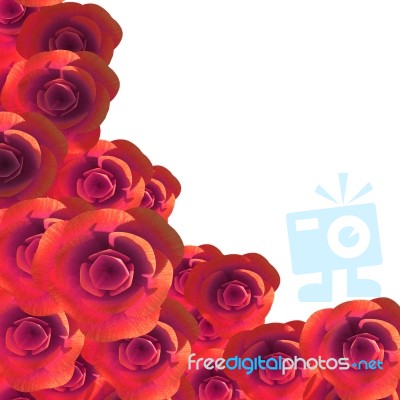 Roses Copyspace Represents Flora Romance And Flower Stock Image