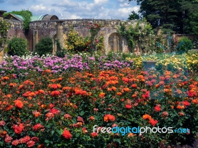 Roses Growing In The Garden At Hever Castle Stock Photo