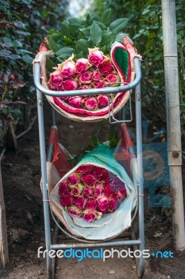 Roses Harvest, Plantation In Ecuador Stock Photo