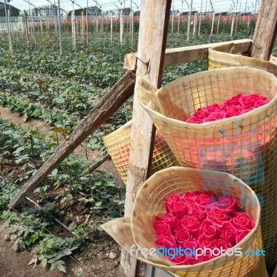 Roses Harvest, Plantation In Tumbaco, Cayambe, Ecuador, South Am… Stock Photo