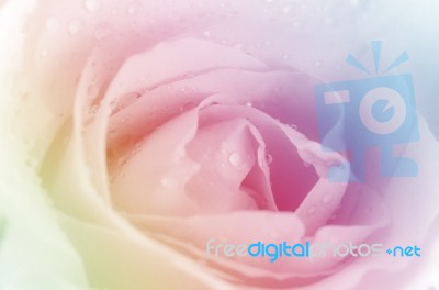 Roses In Soft Pastel Tone Stock Photo