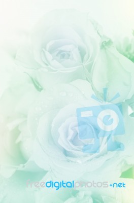 Roses In Soft Pastel Tone Stock Photo