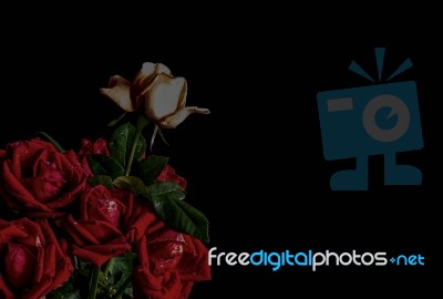 Roses On A Black Background Stock Photo