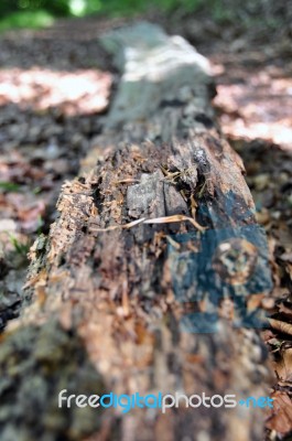 Rotten Tree Trunk 1 Stock Photo