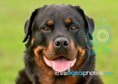 Rottweiler Stock Photo