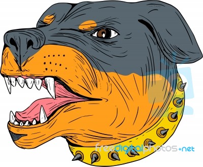 Rottweiler Guard Dog Head Aggressive Drawing Stock Image