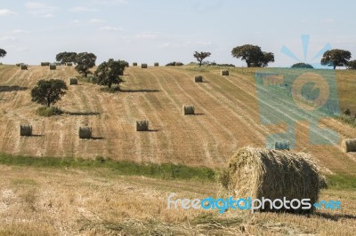 Round Bay Bale Rolls Stock Photo