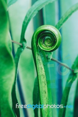 Round Roll Green Plant Wallpaper Stock Photo