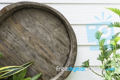 Round Rough Wood With Green Plant Stock Photo