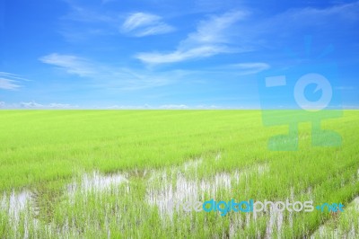 Row Of Green Rice Field With Blue Sky Stock Photo