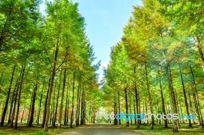 Row Of Green Trees In Nami Island, Korea Stock Photo