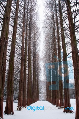 Row Of Pine Trees Stock Photo