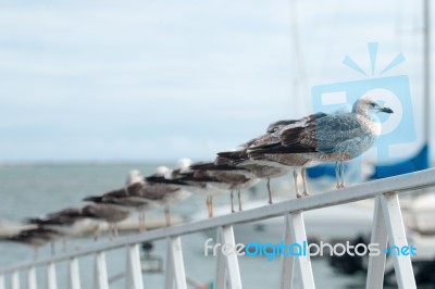 Row Of Seagulls Stock Photo