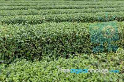 Row Of Tea Tree Close Up View Stock Photo