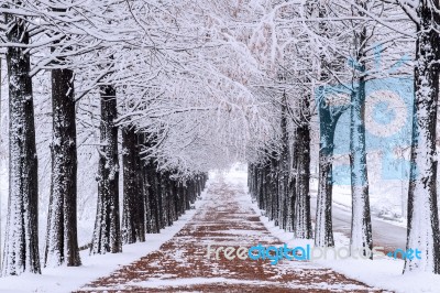 Row Of Trees In Winter With Falling Snow Stock Photo