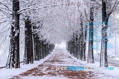 Row Of Trees In Winter With Falling Snow Stock Photo