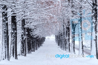 Row Of Trees In Winter With Falling Snow Stock Photo