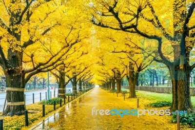 Row Of Yellow Ginkgo Tree In Autumn. Autumn Park In Tokyo, Japan… Stock Photo