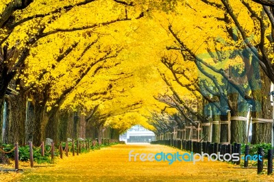 Row Of Yellow Ginkgo Tree In Autumn. Autumn Park In Tokyo, Japan… Stock Photo