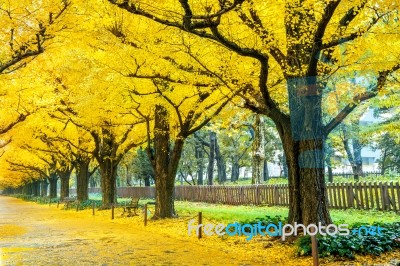 Row Of Yellow Ginkgo Tree In Autumn. Autumn Park In Tokyo, Japan… Stock Photo