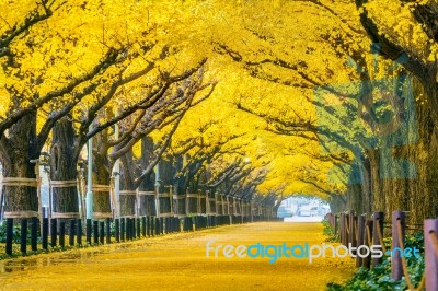 Row Of Yellow Ginkgo Tree In Autumn. Autumn Park In Tokyo, Japan… Stock Photo