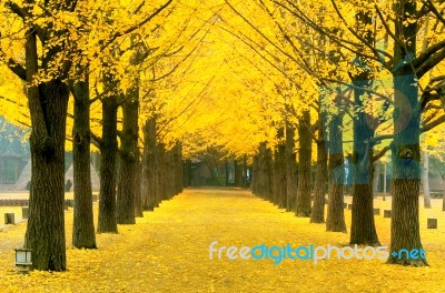 Row Of Yellow Ginkgo Tree In Nami Island, Korea Stock Photo