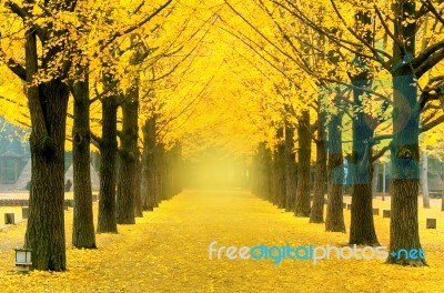 Row Of Yellow Ginkgo Tree In Nami Island, Korea Stock Photo